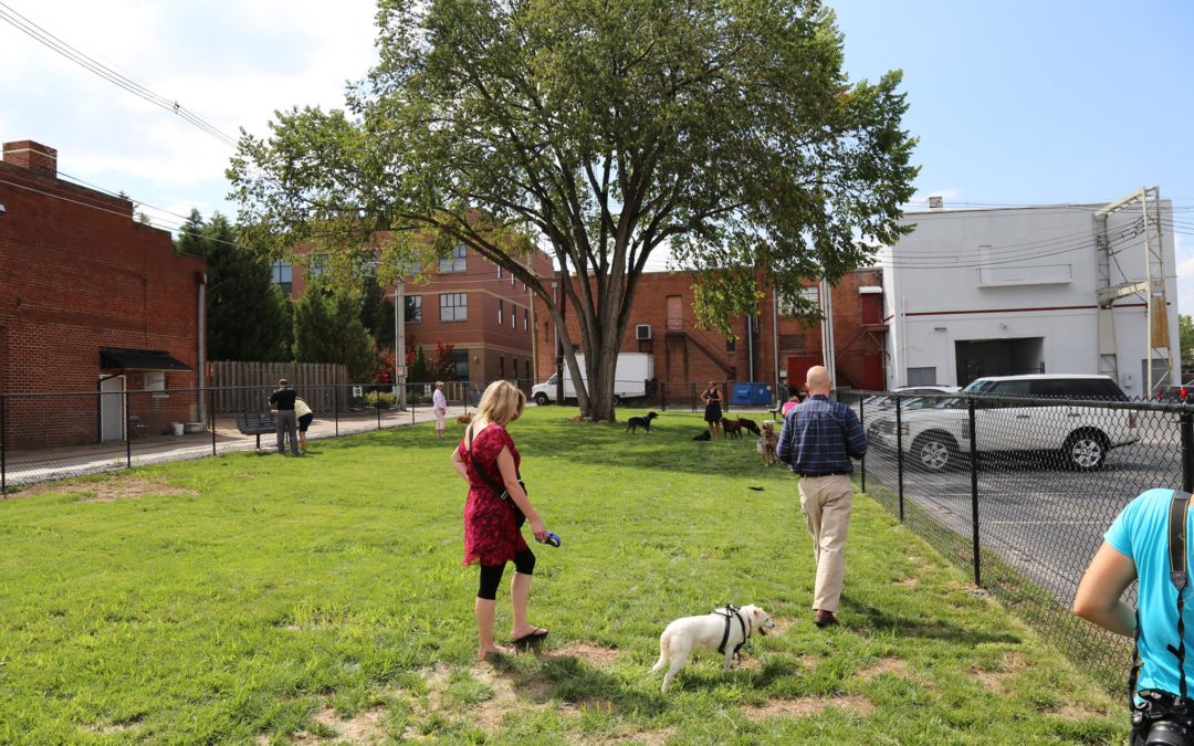 The Barking Lot