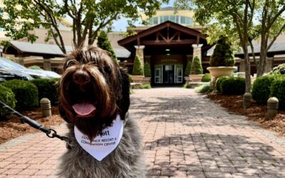 Celebrate National Dog Day in Kingsport